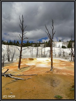 Upper Terrace Area, Mammoth Hot Springs