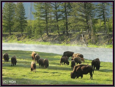 Grasende Bisons am frühen Morgen