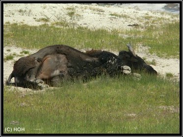 Schlafendes Bison