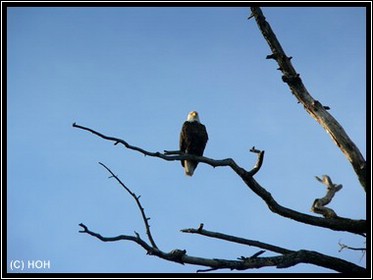 Weißkopfadler oder auch Bald Eagle