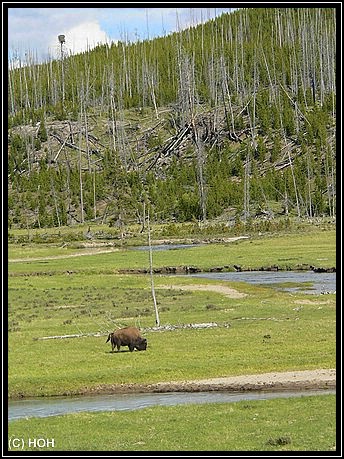 Ein Bison