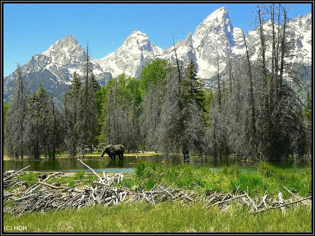 Moose is waiting im seichten Wasser bei Schwabacher Landing