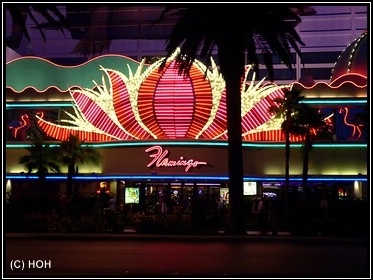 Flamingo