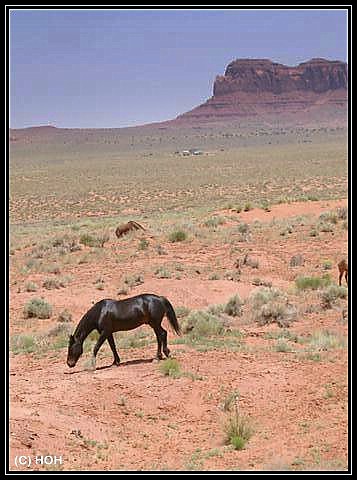 Pferde im Monument Valley