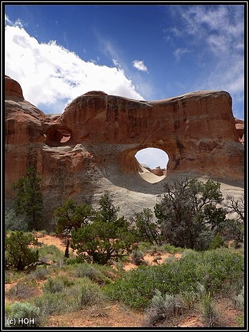 Pine Tree Arch