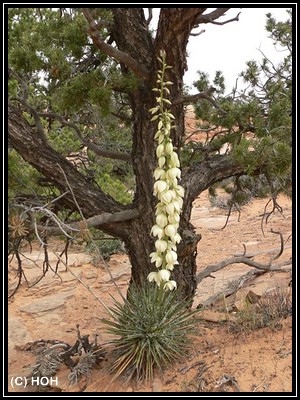 Blume am Mesa Arch Trail